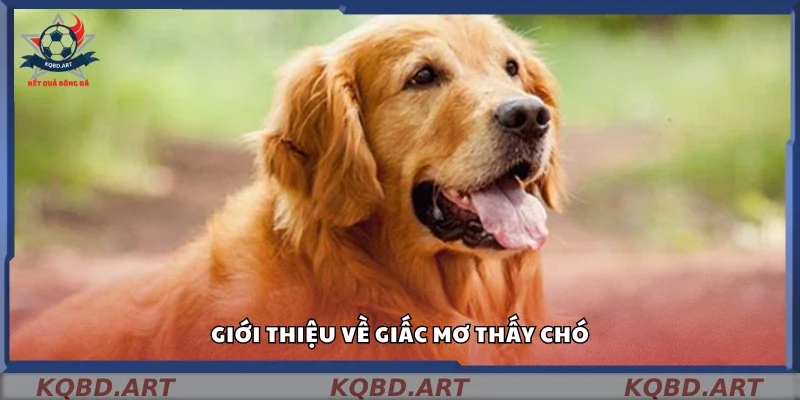 Giấc mơ thấy chó nói lên điều gì?